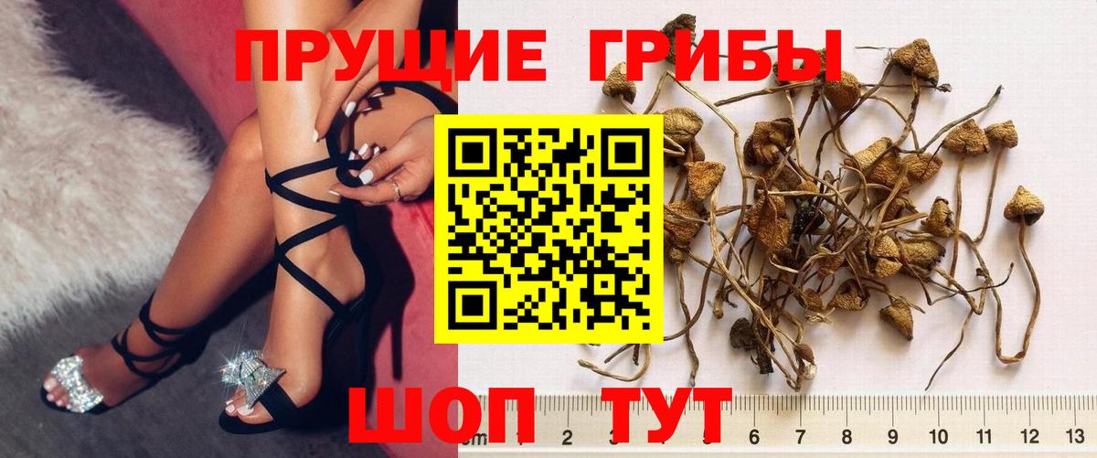 Галлюциногенные грибы ЛСД Богданович